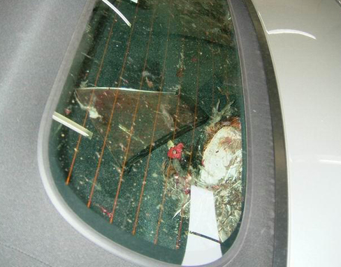 Dead Bird in Porsche