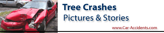 Tree Crash Accidents