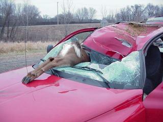 Deer Wreck Collision