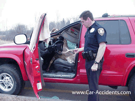 Deer Collision Crash