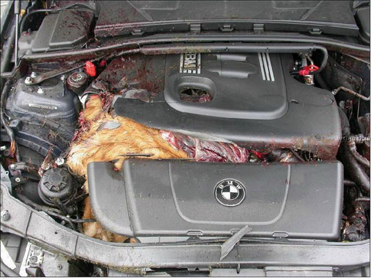 BMW crashed into deer